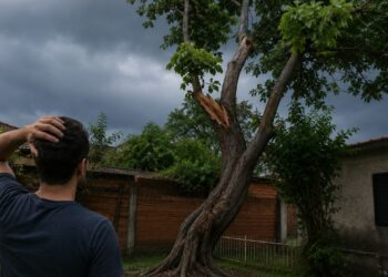 Como identificar se uma árvore no seu quintal está com risco de queda antes de uma tempestade?