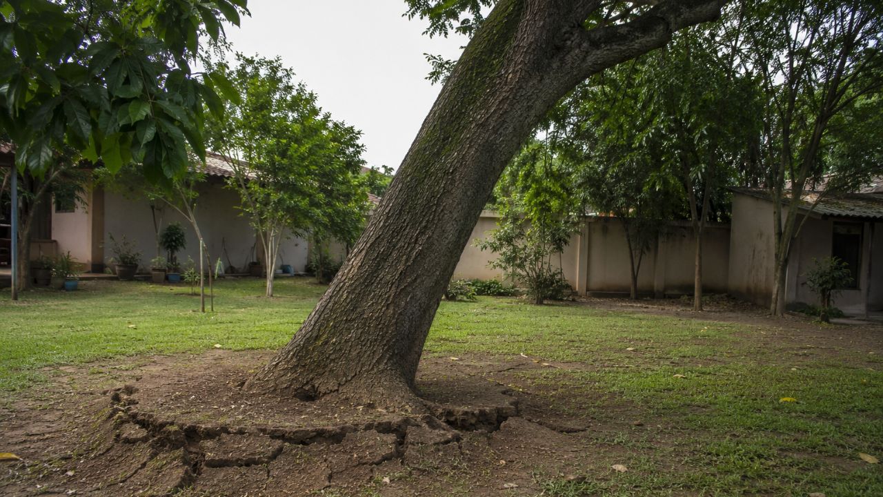 Como identificar se uma árvore no seu quintal está com risco de queda antes de uma tempestade?