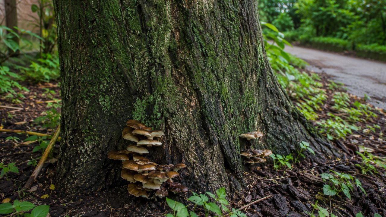 Como identificar se uma árvore no seu quintal está com risco de queda antes de uma tempestade?