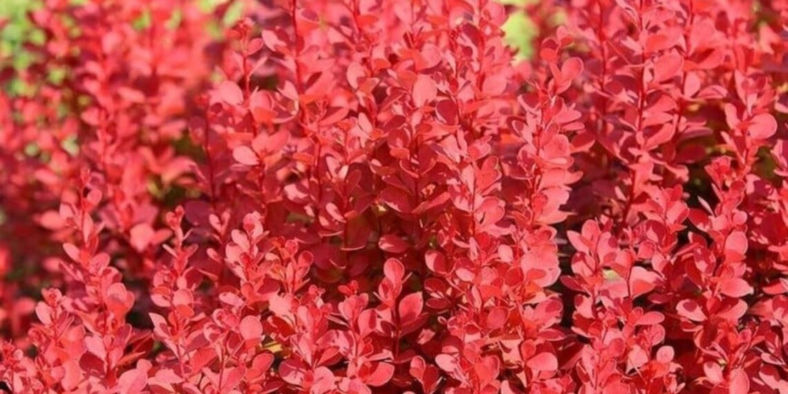 Berberis thunbergii: conheça o arbusto que muda de cor nas estações e ainda funciona como cerca viva no jardim