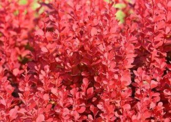 Berberis thunbergii: conheça o arbusto que muda de cor nas estações e ainda funciona como cerca viva no jardim