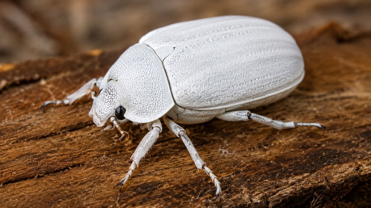 Como um besouro deu origem ao pigmento que pode revolucionar o branco na decoração