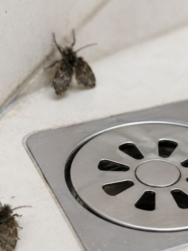 O segredo da mosquinha mora no ralo
