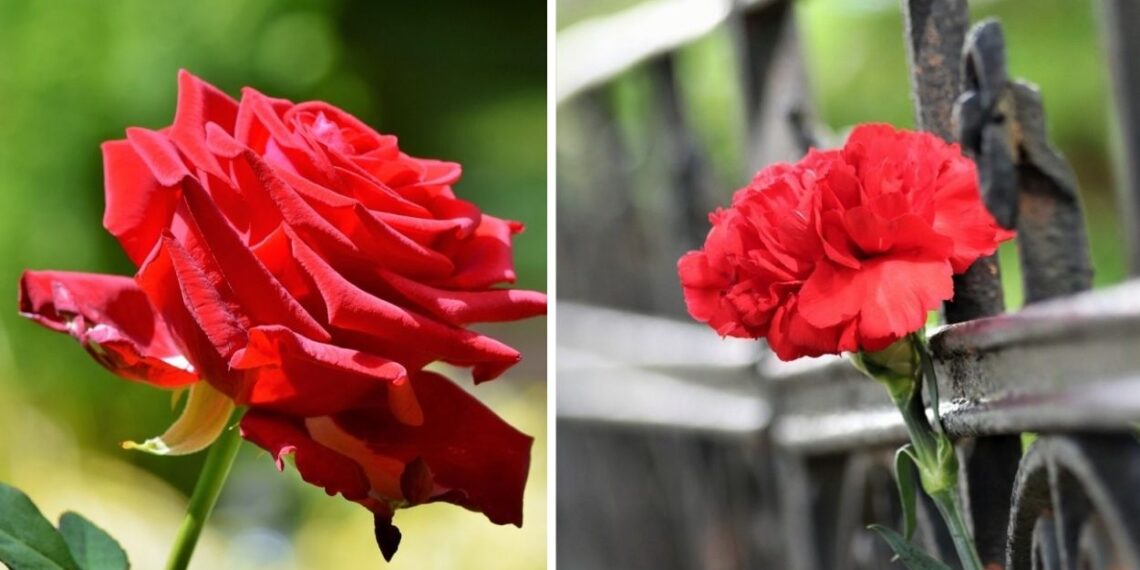 10 flores vermelhas para jardim: quais pedem sol pleno, quais toleram sombra e como escolher a certa para seu espaço