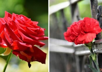 10 flores vermelhas para jardim: quais pedem sol pleno, quais toleram sombra e como escolher a certa para seu espaço