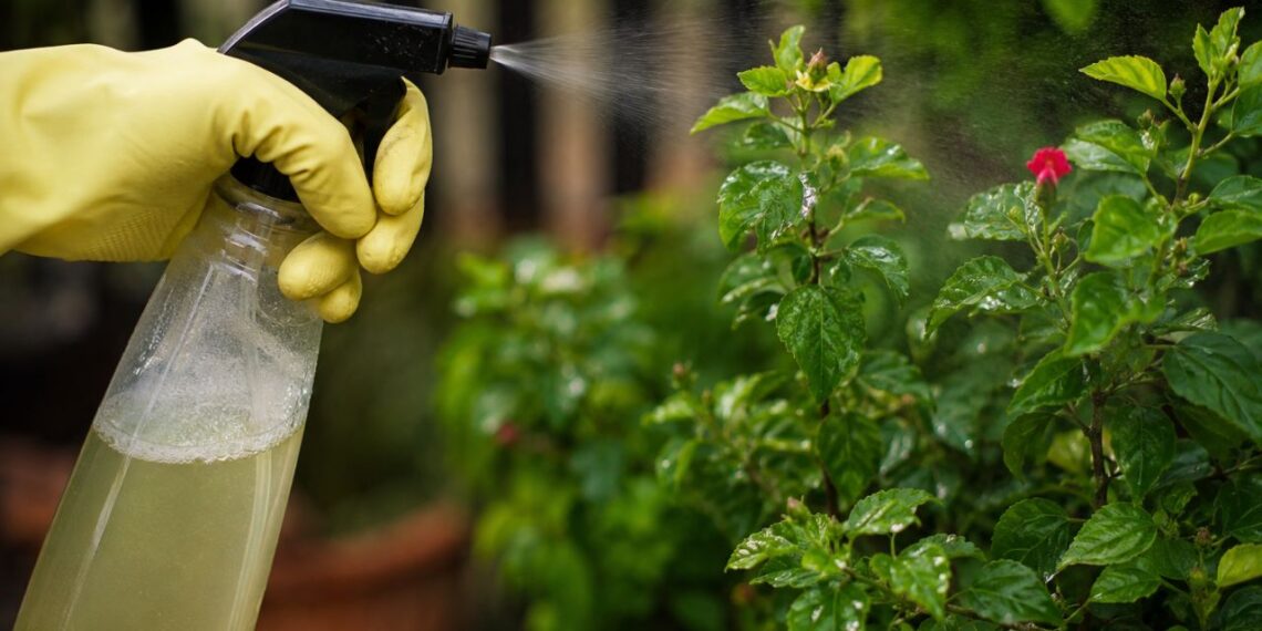 Pulgões, cochonilhas e ácaros somem do jardim com este inseticida caseiro de apenas 3 ingredientes