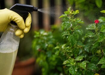 Pulgões, cochonilhas e ácaros somem do jardim com este inseticida caseiro de apenas 3 ingredientes
