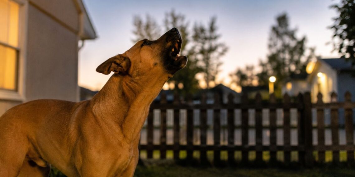 Latido de cachorro pode virar processo? O que a lei realmente considera perturbação?
