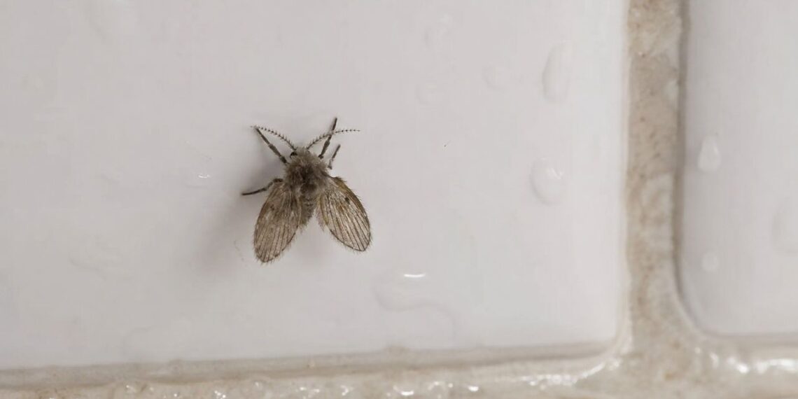 Pare de jogar água sanitária no ralo: entenda por que a mosquinha do banheiro não morre e como acabar de vez com ela