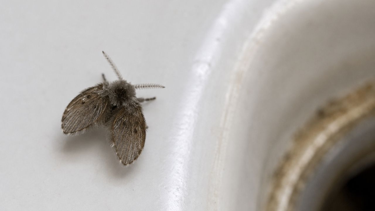 Pare de jogar água sanitária no ralo: entenda por que a mosquinha do banheiro não morre e como acabar de vez com ela