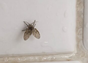 Pare de jogar água sanitária no ralo: entenda por que a mosquinha do banheiro não morre e como acabar de vez com ela