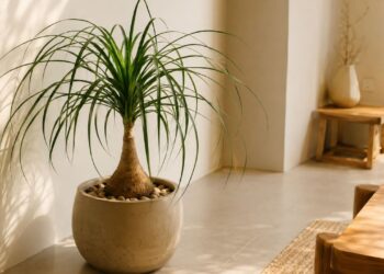 Pata-de-elefante vira tendência em ambientes minimalistas: veja como usar a planta na decoração e os cuidados que ninguém segue certo