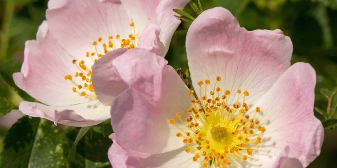 Rosa canina ganha espaço nos jardins brasileiros: conheça a flor rústica que produz um dos frutos mais ricos em vitamina C