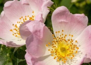 Rosa canina ganha espaço nos jardins brasileiros: conheça a flor rústica que produz um dos frutos mais ricos em vitamina C