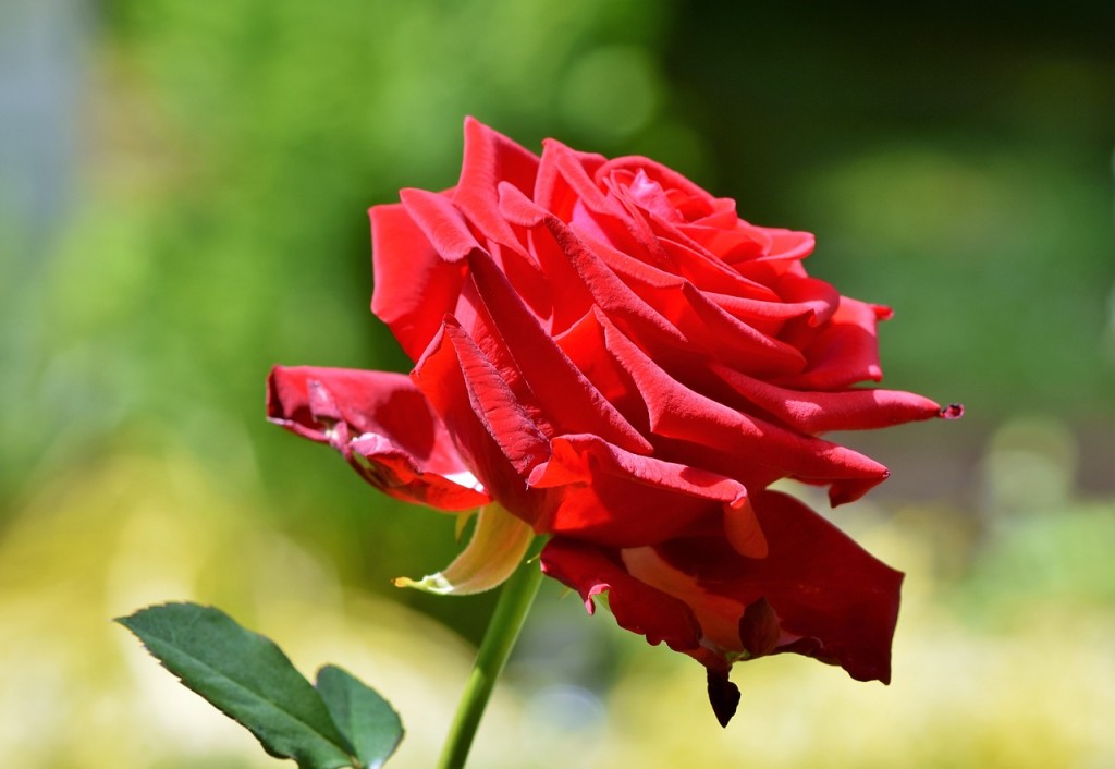 10 flores vermelhas para jardim: quais pedem sol pleno, quais toleram sombra e como escolher a certa para seu espaço