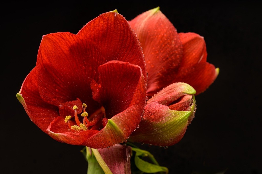 10 flores vermelhas para jardim: quais pedem sol pleno, quais toleram sombra e como escolher a certa para seu espaço