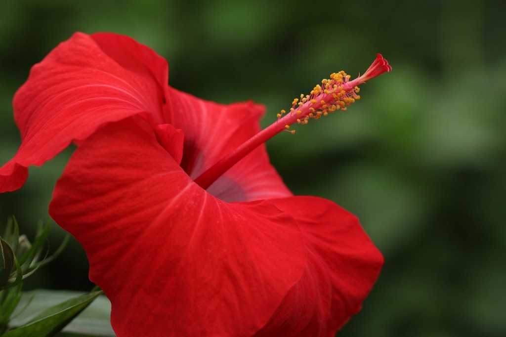 10 flores vermelhas para jardim: quais pedem sol pleno, quais toleram sombra e como escolher a certa para seu espaço