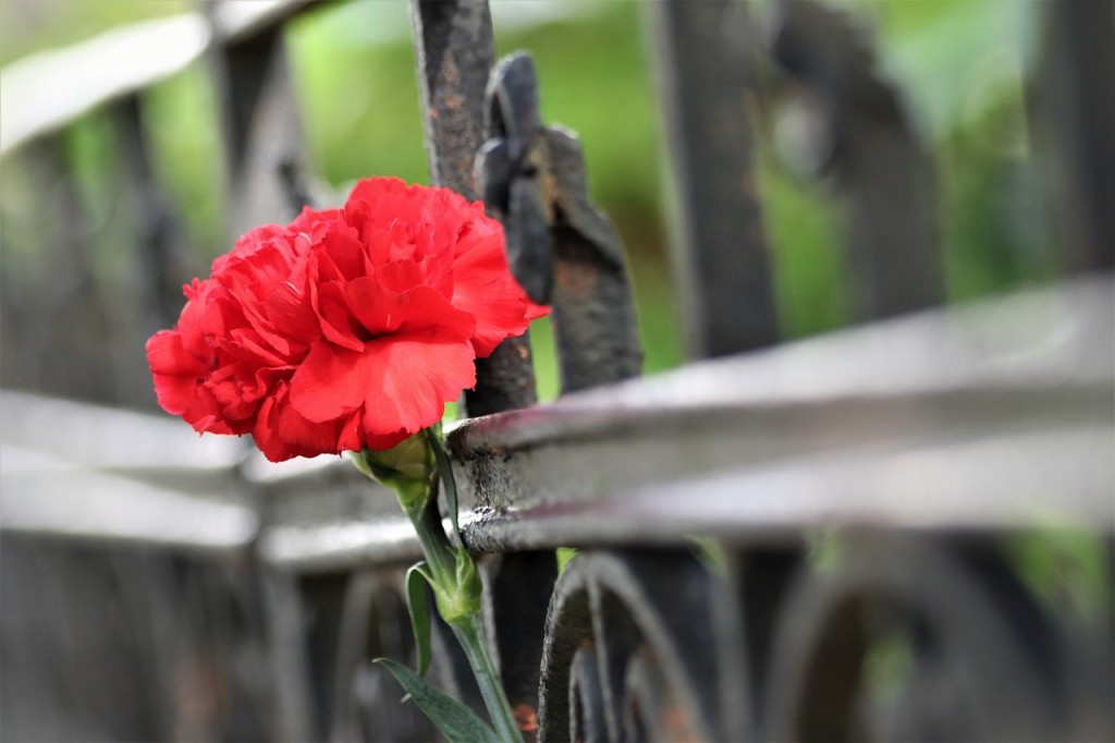 10 flores vermelhas para jardim: quais pedem sol pleno, quais toleram sombra e como escolher a certa para seu espaço