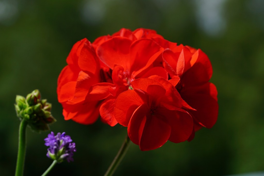 10 flores vermelhas para jardim: quais pedem sol pleno, quais toleram sombra e como escolher a certa para seu espaço