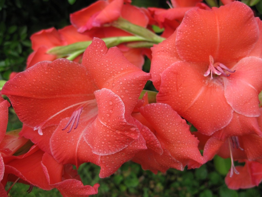 10 flores vermelhas para jardim: quais pedem sol pleno, quais toleram sombra e como escolher a certa para seu espaço