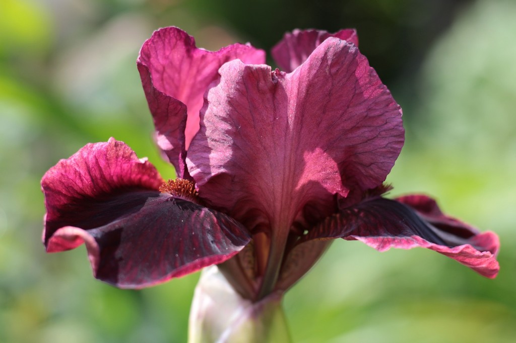 10 flores vermelhas para jardim: quais pedem sol pleno, quais toleram sombra e como escolher a certa para seu espaço