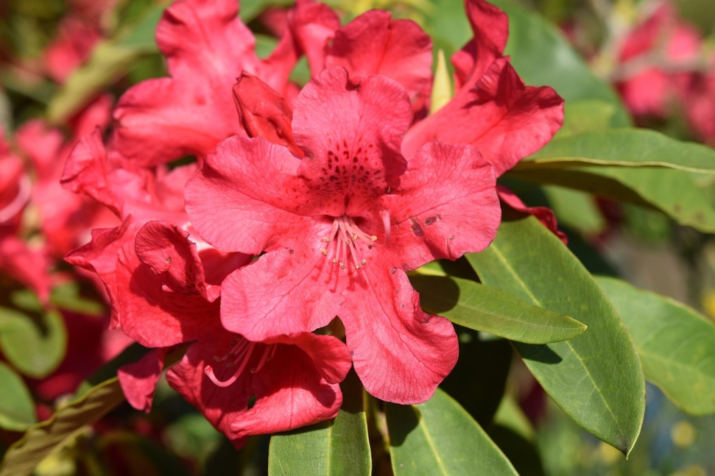 10 flores vermelhas para jardim: quais pedem sol pleno, quais toleram sombra e como escolher a certa para seu espaço