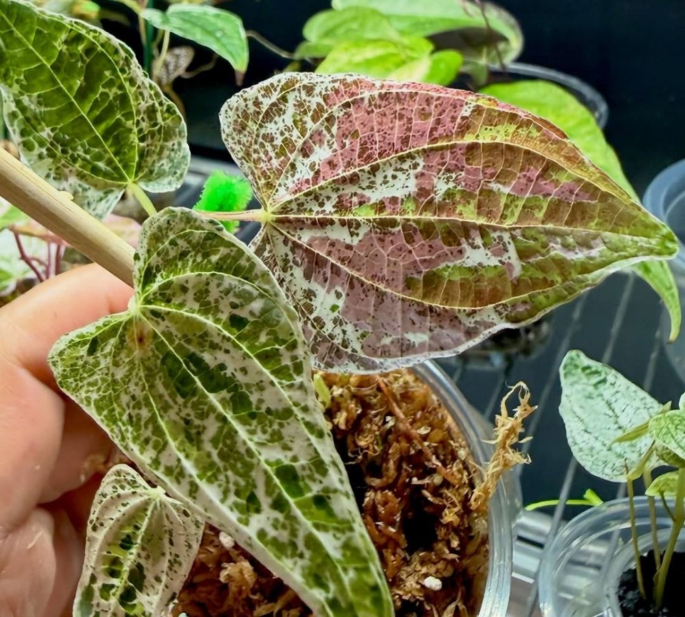 PANCs ornamentais: 4 espécies comestíveis que decoram vasos e canteiros sem perder a segurança no cultivo