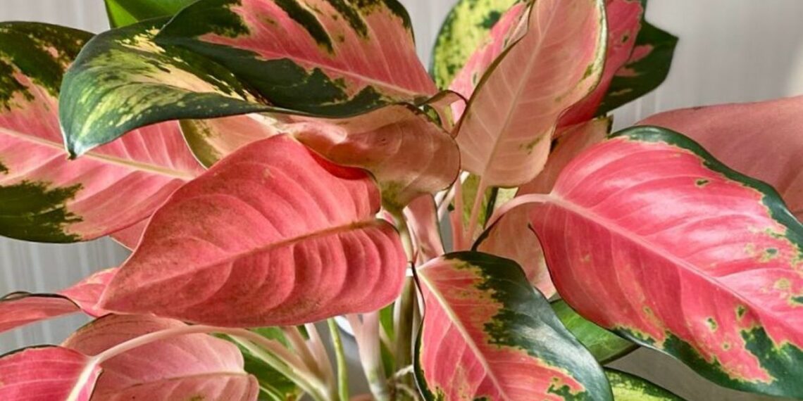 Aglaonema: a planta que cresce na sombra, purifica o ar e ainda transforma a decoração da casa