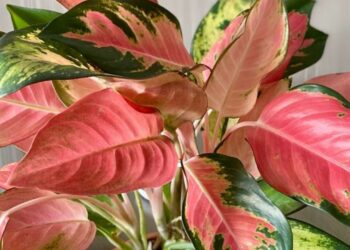 Aglaonema: a planta que cresce na sombra, purifica o ar e ainda transforma a decoração da casa