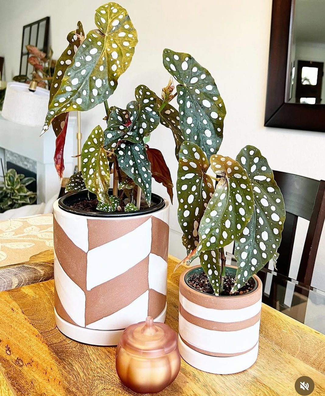 Cinco plantas de sombra ideais para quem tem pouca luz natural dentro de casa