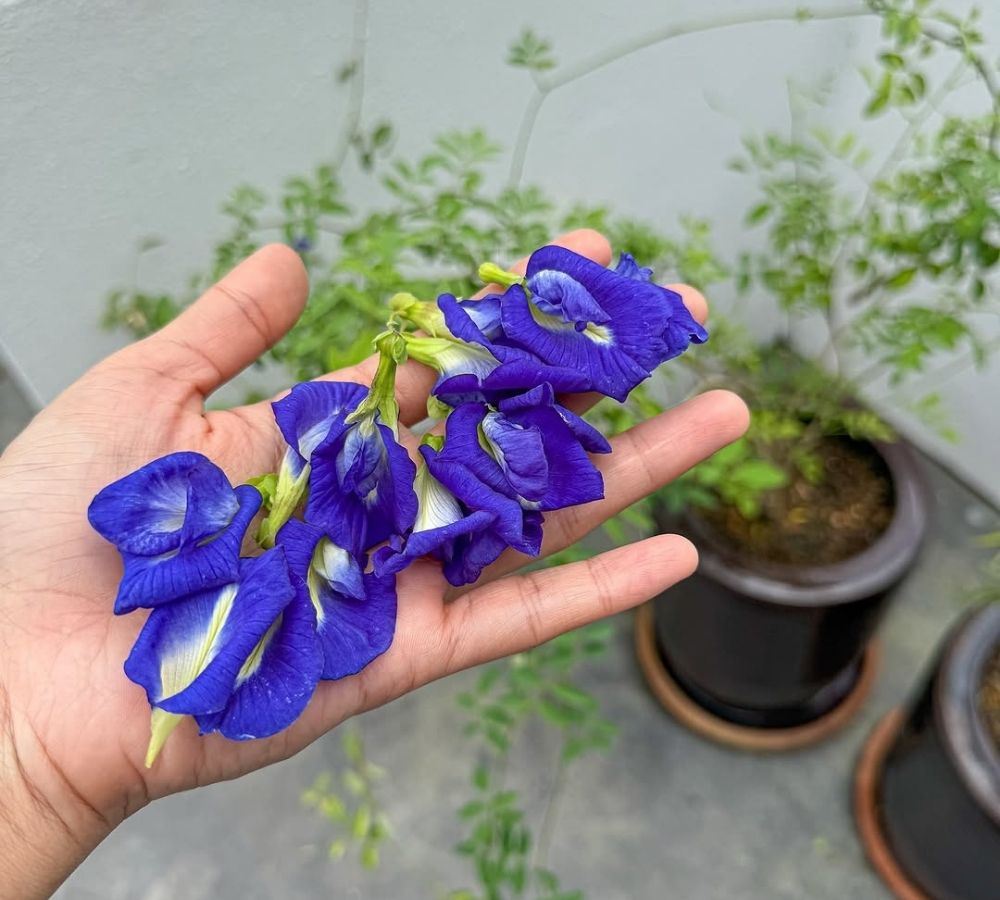 PANCs ornamentais: 4 espécies comestíveis que decoram vasos e canteiros sem perder a segurança no cultivo