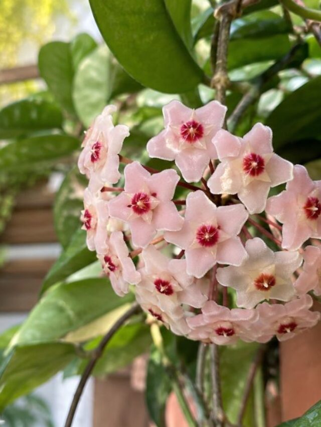 Flor-de-cera: o charme que voltou às varandas