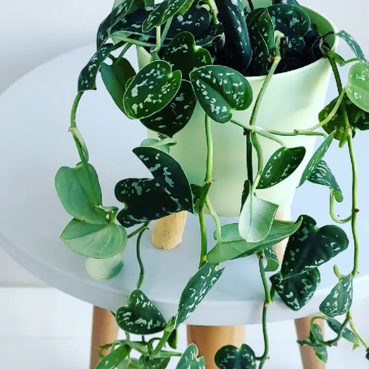 Cinco plantas de sombra ideais para quem tem pouca luz natural dentro de casa