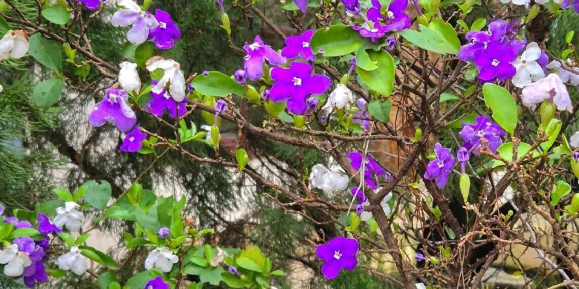Manacá-de-cheiro: a planta que troca de cor sozinha e perfuma o jardim; veja como cultivar em vaso ou no solo
