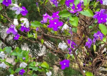 Manacá-de-cheiro: a planta que troca de cor sozinha e perfuma o jardim; veja como cultivar em vaso ou no solo