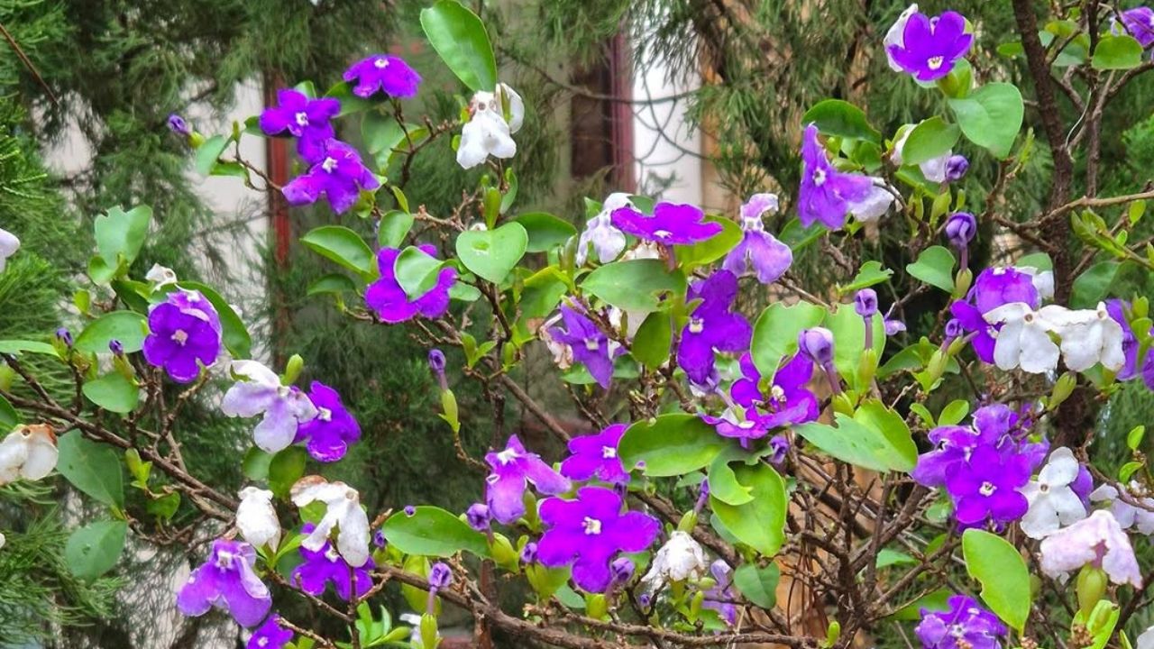Manacá-de-cheiro: a planta que troca de cor sozinha e perfuma o jardim; veja como cultivar em vaso ou no solo