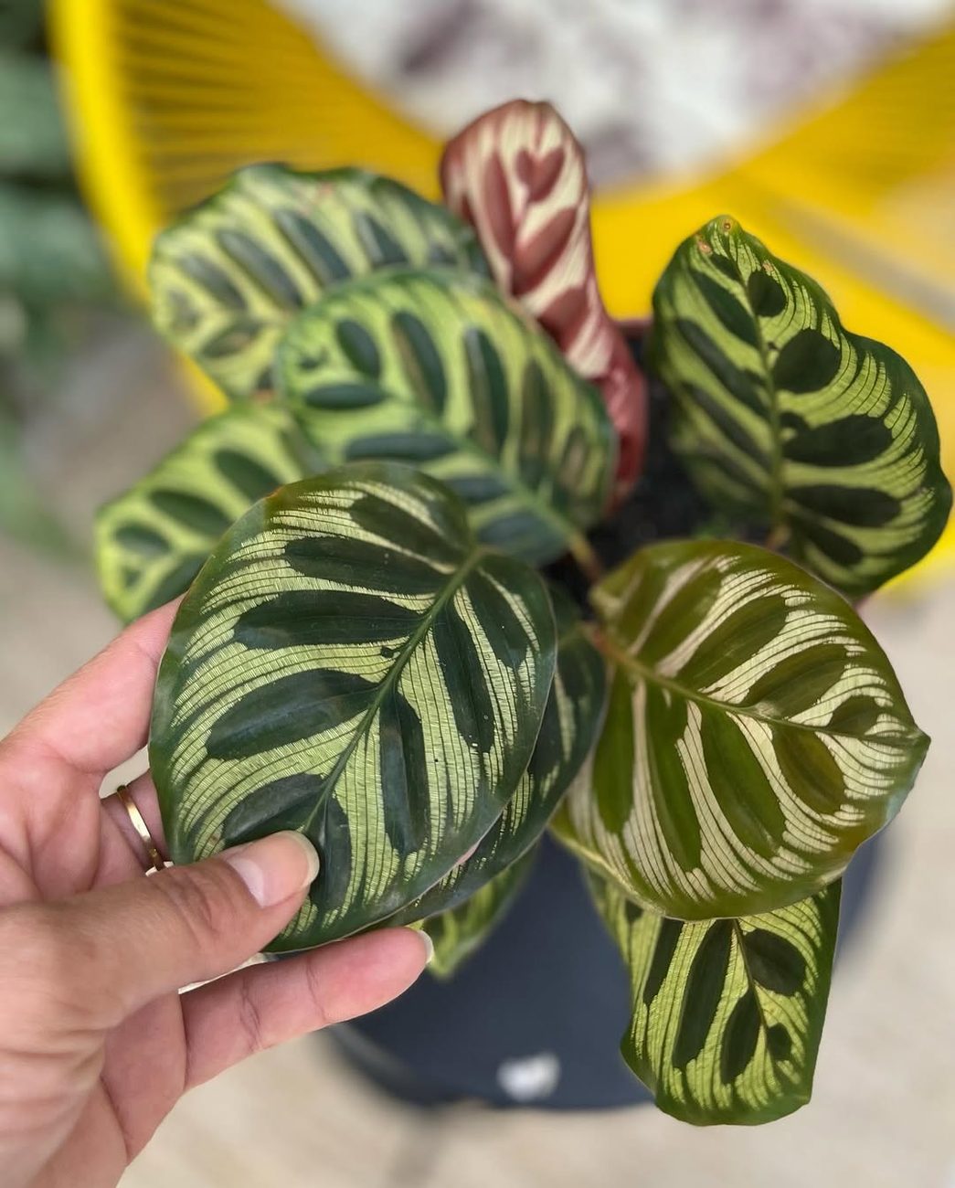Cinco plantas de sombra ideais para quem tem pouca luz natural dentro de casa