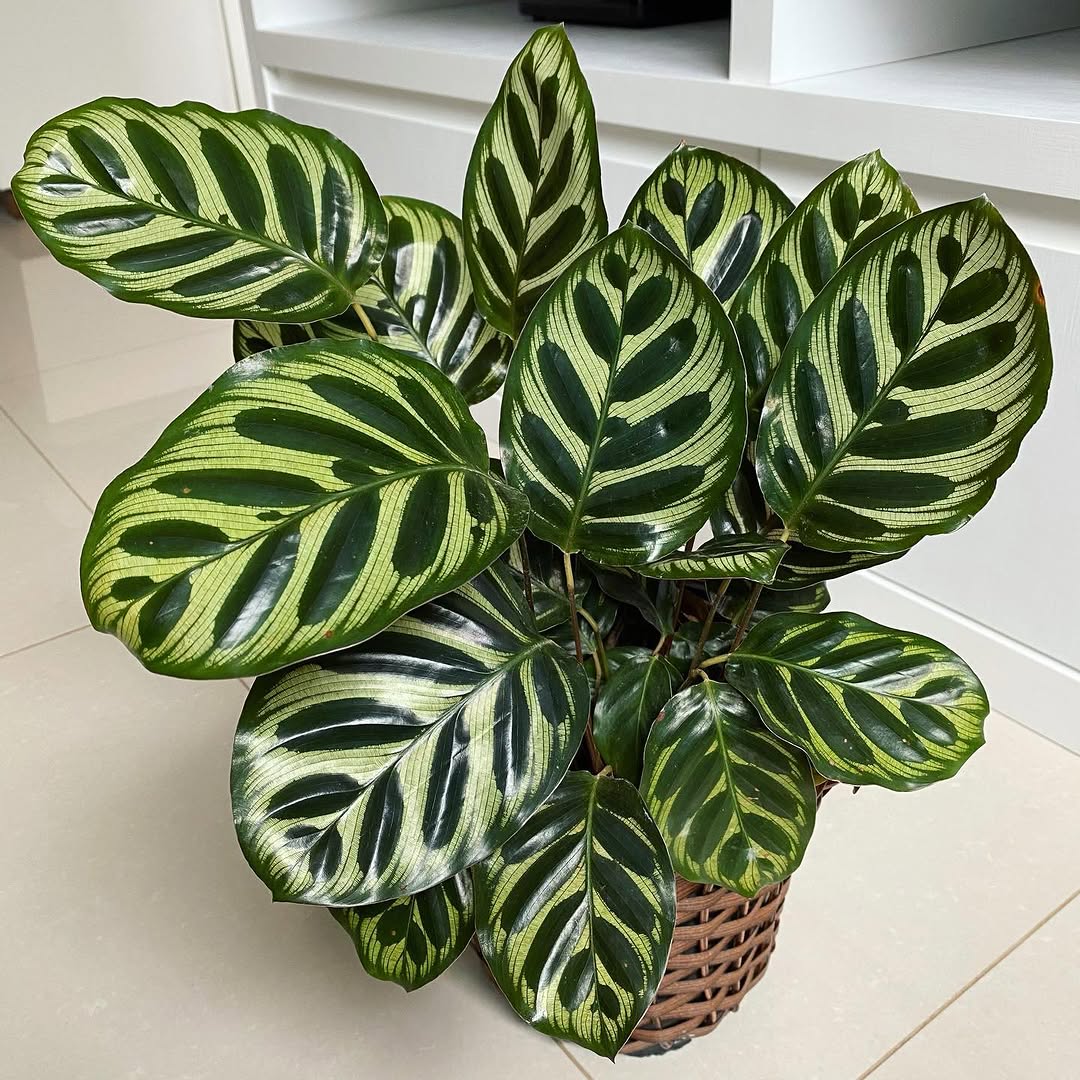 Maranta Pavão vira febre na decoração de interiores: descubra o local ideal para ela prosperar dentro de casa