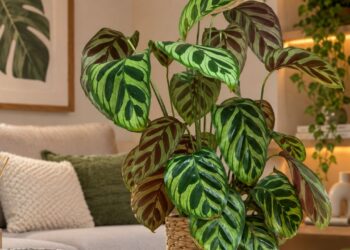 Maranta Pavão vira febre na decoração de interiores: descubra o local ideal para ela prosperar dentro de casa