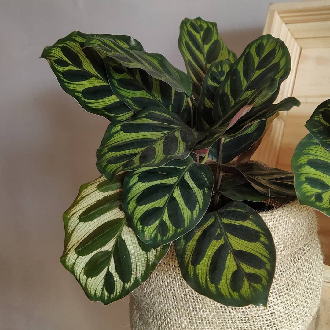 Maranta Pavão vira febre na decoração de interiores: descubra o local ideal para ela prosperar dentro de casa