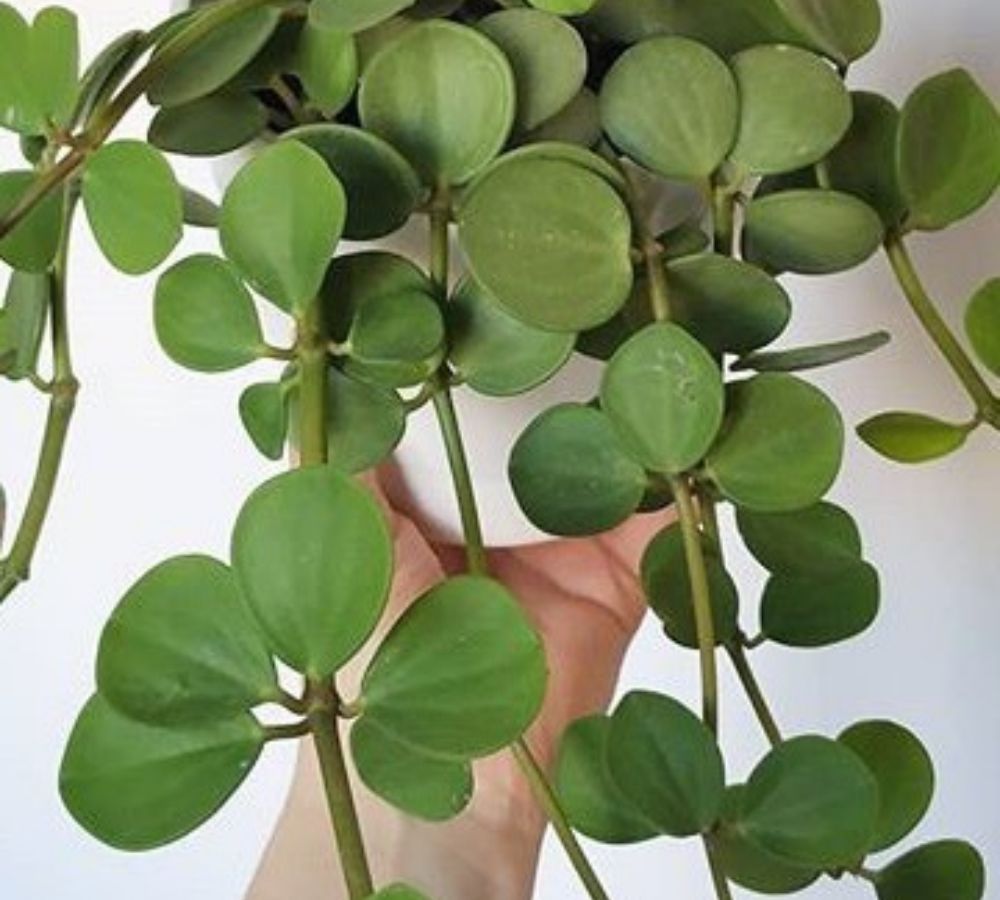 Cinco plantas de sombra ideais para quem tem pouca luz natural dentro de casa