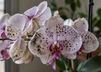 Orquídea com pintinhas nas flores: entenda o erro na rega que abre a porta para o fungo