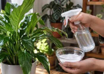 Plantas de interior ganham reforço com bicarbonato de sódio: entenda o efeito contra fungos e insetos