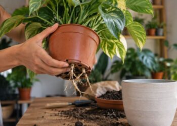 A raiz saindo pelo furo do vaso é só um dos 10 sinais de que a planta precisa de mais espaço