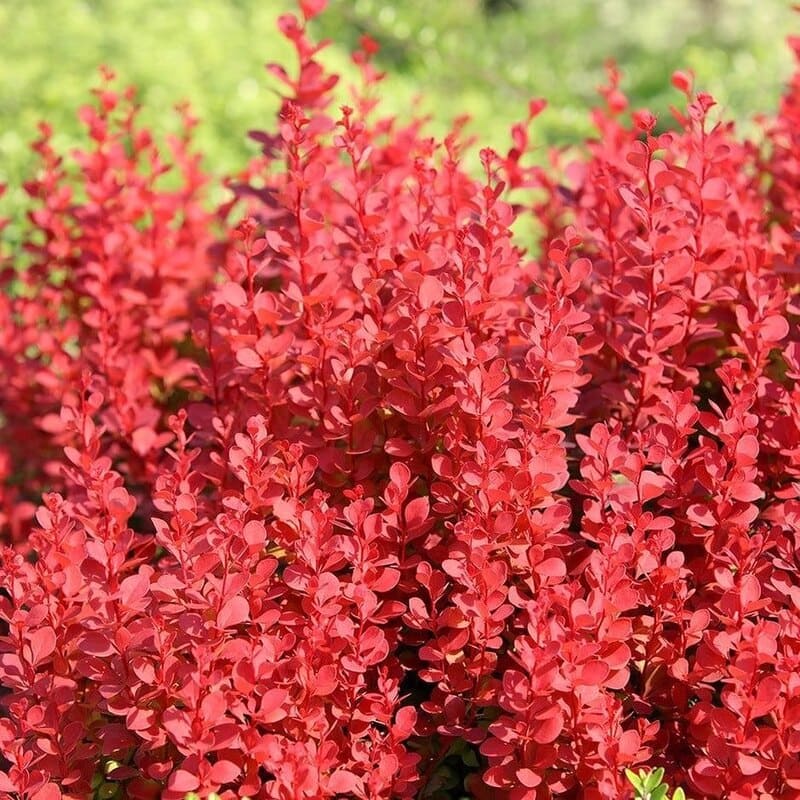 Berberis thunbergii desperta interesse em jardins pelo país: entenda por que a planta muda de cor nas estações e como cultivá-la em casa