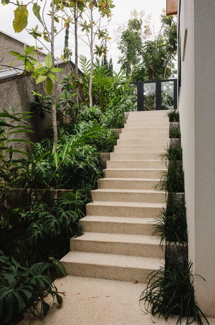 Filodendros ganham espaço nos jardins brasileiros: veja como escolher as espécies certas e montar composições tropicais marcantes