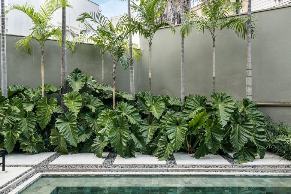 Filodendros ganham espaço nos jardins brasileiros: veja como escolher as espécies certas e montar composições tropicais marcantes