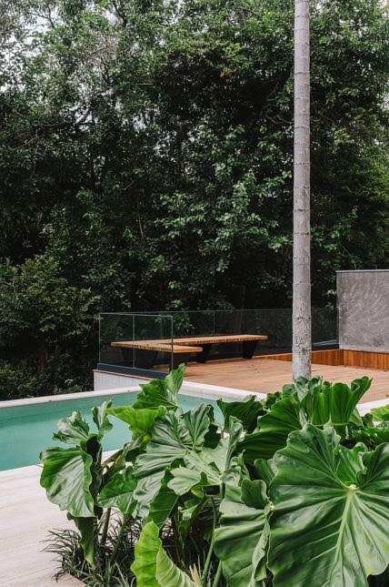 Filodendros ganham espaço nos jardins brasileiros: veja como escolher as espécies certas e montar composições tropicais marcantes