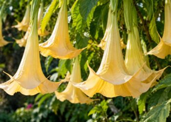 A trombeta de anjo é uma planta que surpreende pelo tamanho de suas flores e virou a aposta certeira no paisagismo